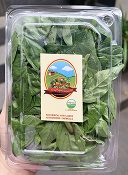 Living Organic Basil Italian