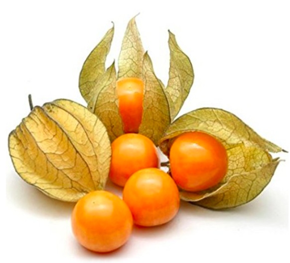 Living Organic Golden Berry / Ciplukan