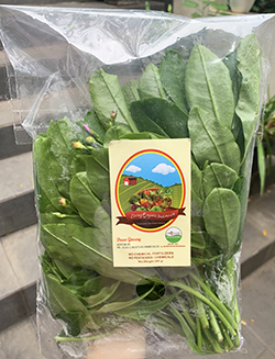 Living Organic Daun Ginseng