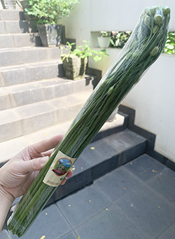 Living Organic Kembang Kucai kucay