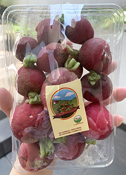 Living Organic Radish