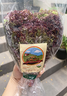 Living Organic Selada Lorosa