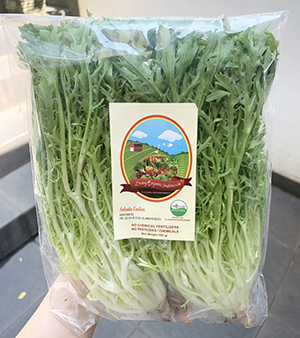 Living Organic Endive