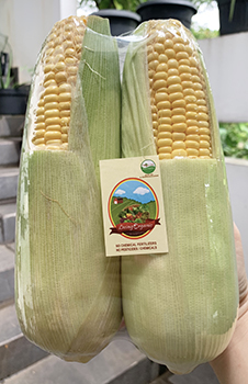 Living Organic Jagung Manis