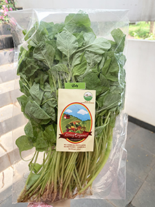 Living Organic Bayam Hijau
