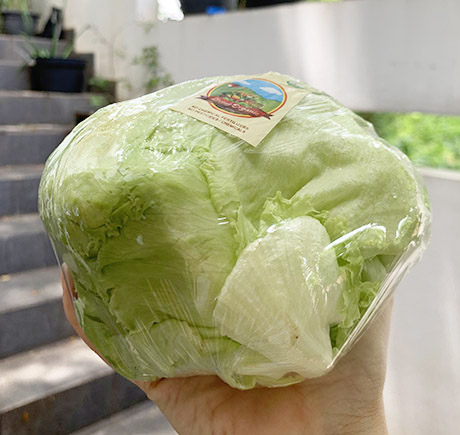Living Organic Lettuce Head