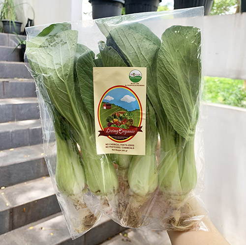 Living Organic Baby Pakcoi Pokcoi