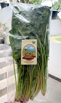 Living Organic Horinso Horenso Pocai Organik