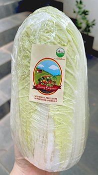 Living Organic Sawi Putih Organik
