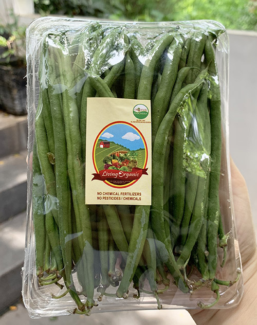 Living Organic Buncis Perancis