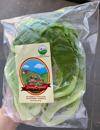 Living Organic Salada / Selada Romaine Lettuce Romaine
