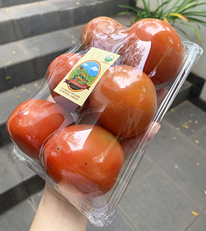 Living Organic Tomat Buah Organik