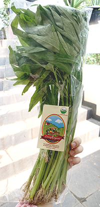 Living Organic Kangkung Organik