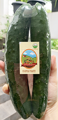 Living Organic Timun Kyuri