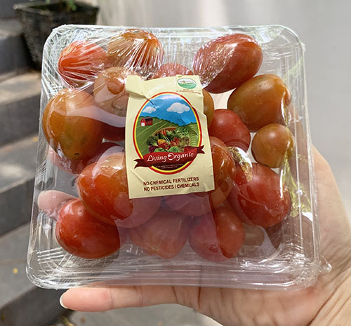 Living Organic Tomat Cherry