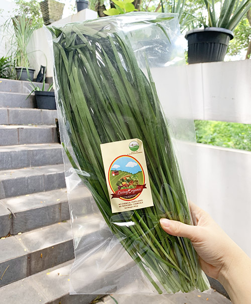 Living Organic Kucai organik