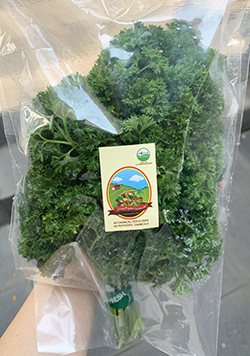 Living Organic Parsley Peterseli