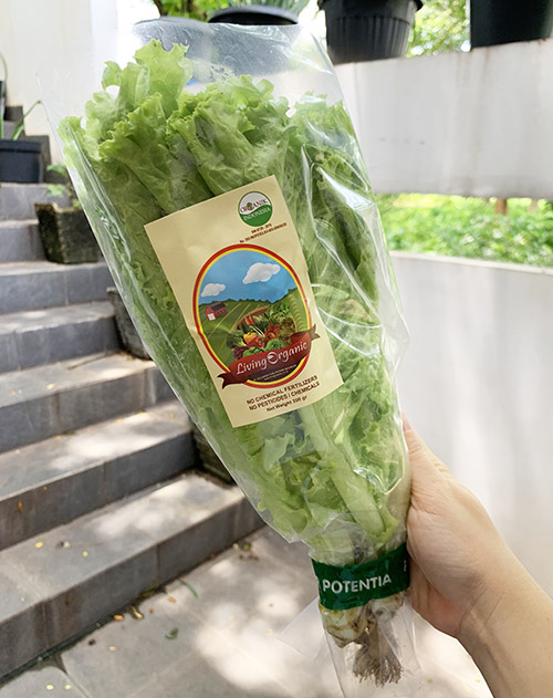 Living Organic Selada / salada Keriting