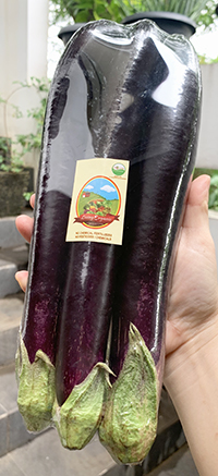 Living Organic Terong Ungu