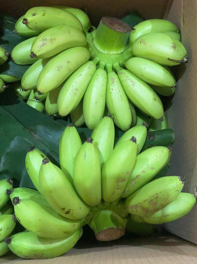 Living Organic Pisang Mas Kirana