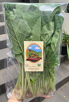 Living Organic Caisim