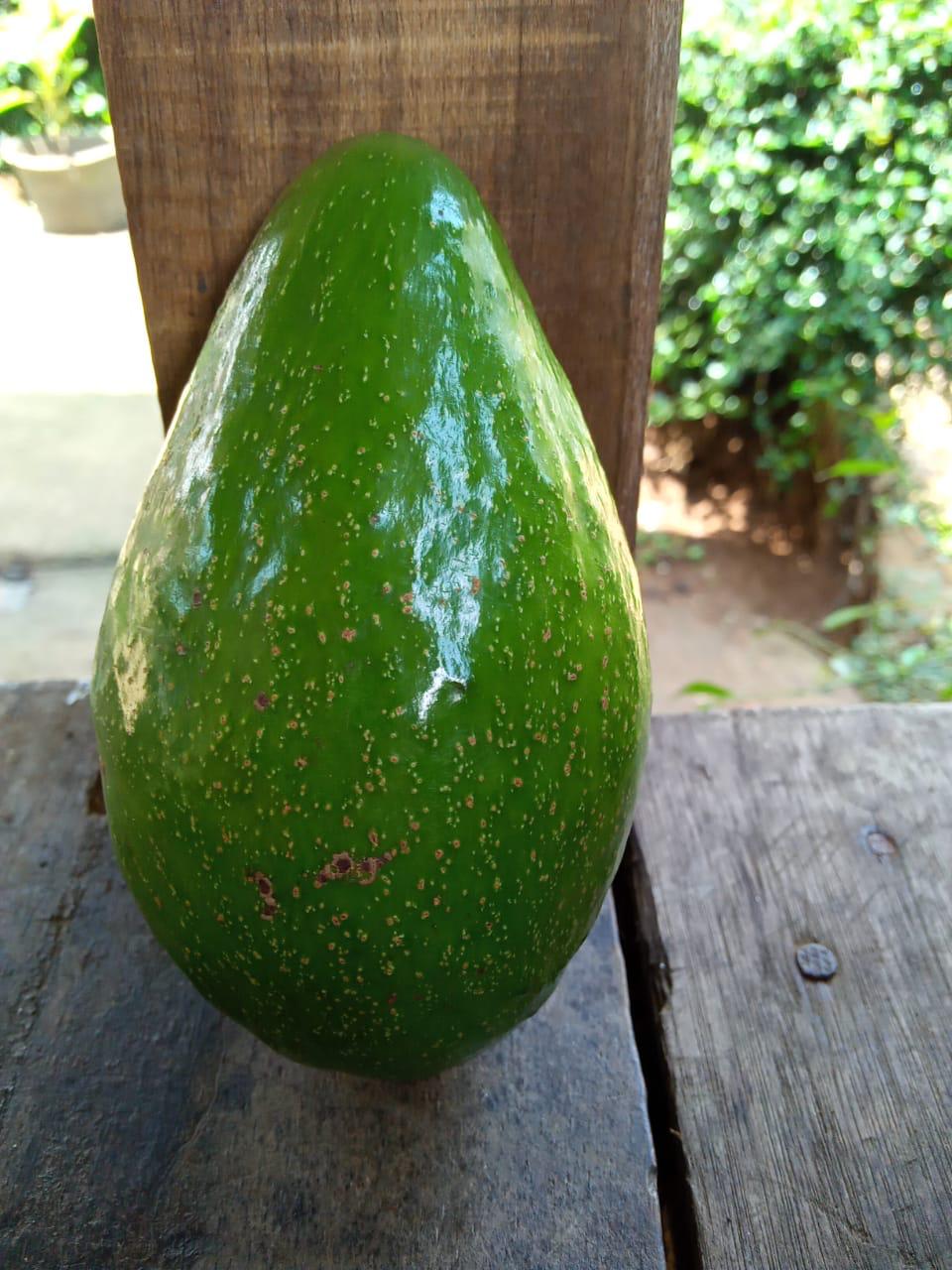 Living Organic Alpukat Mentega