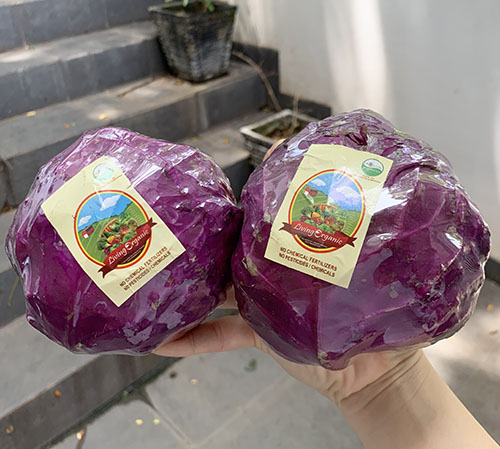 Living Organic Kol Merah Kol Ungu